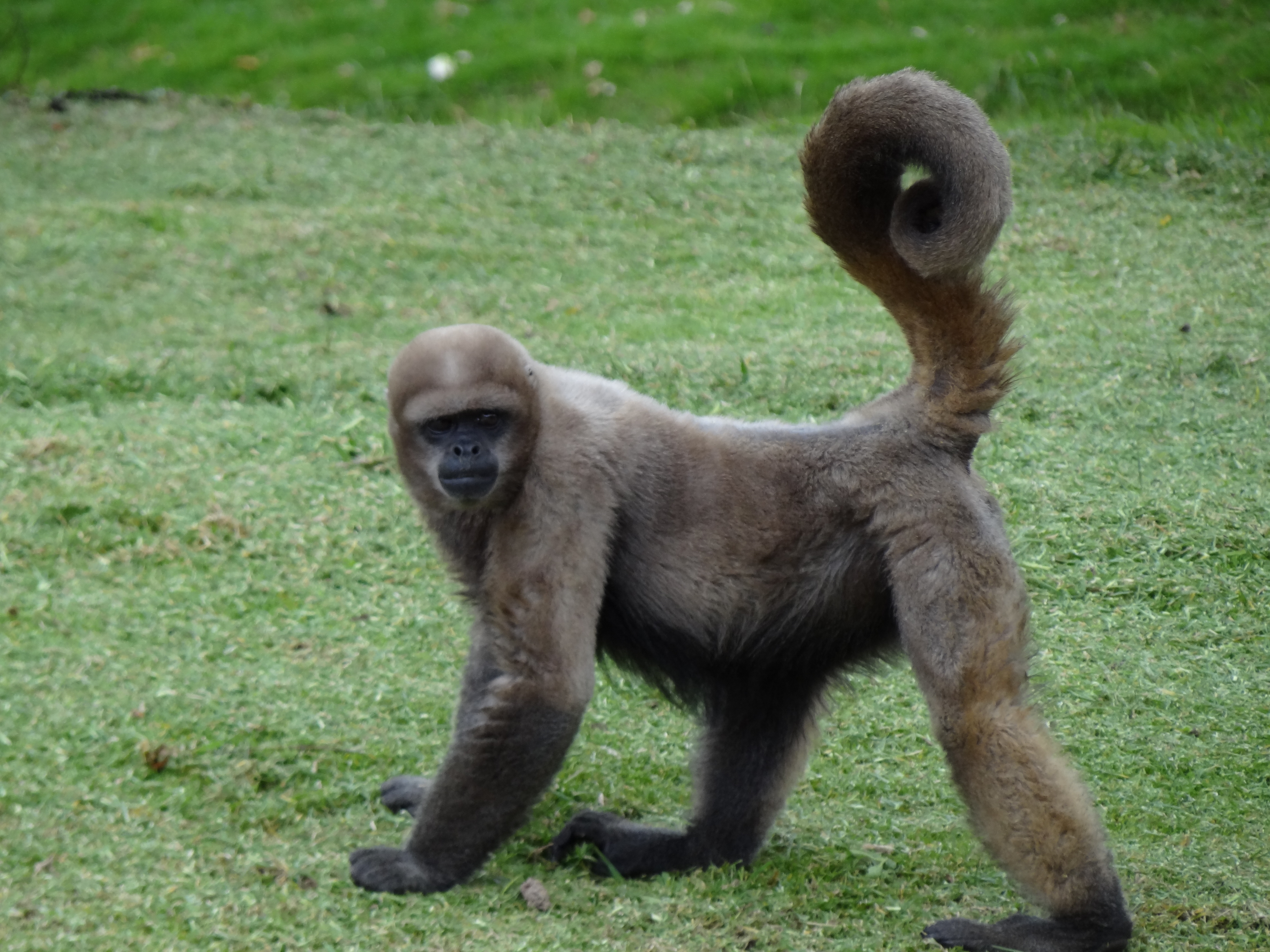 Woolly Monkey