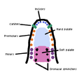 Thumbnail for version as of 12:18, 14 July 2026